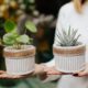 Havayı Temizleyen Bitkiler: Nasa’dan Onaylı Liste